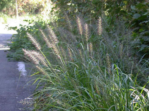 Pennisetum alopecuroides